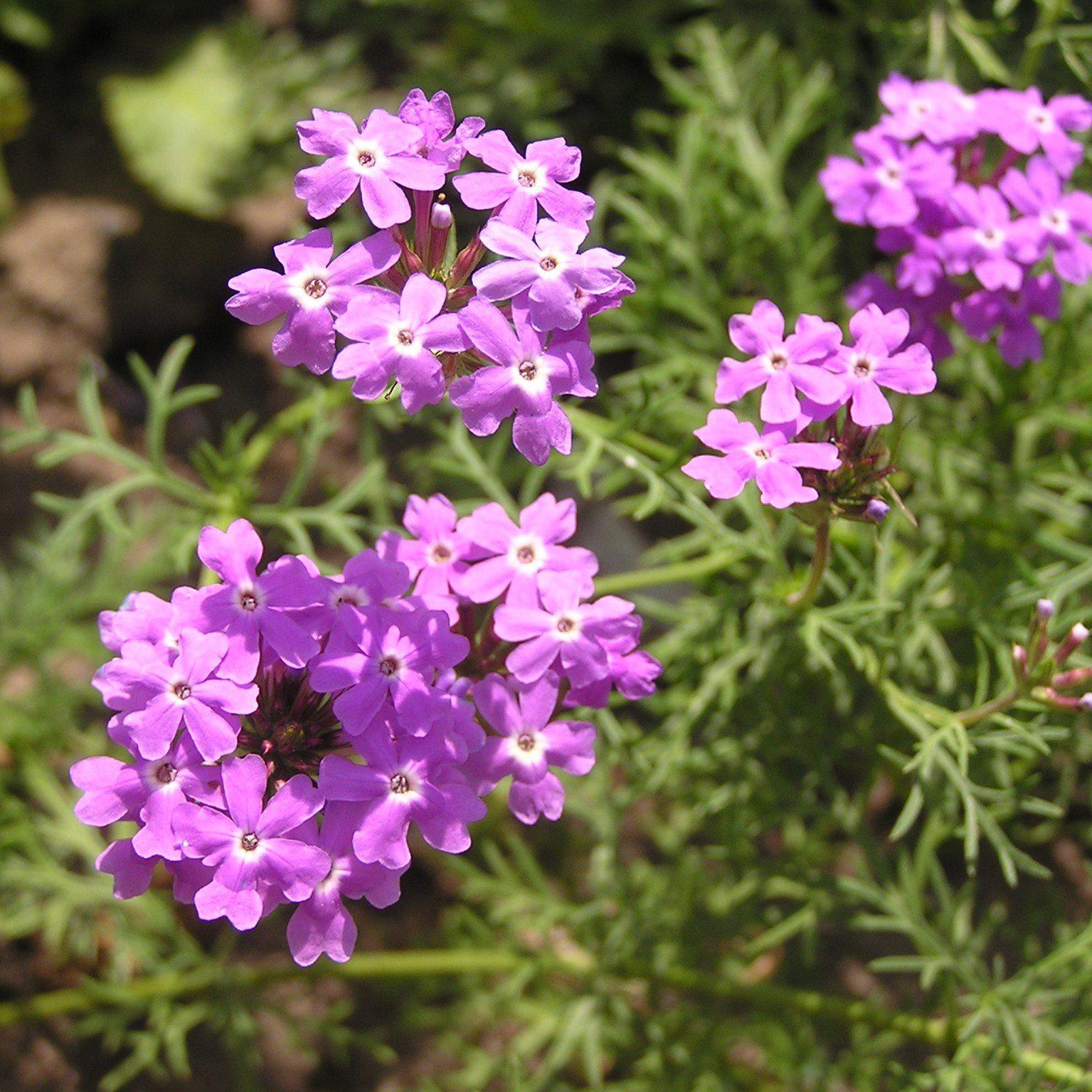 Verbena x 'Vepita Lavender' ~ Vepita® Lavender Verbena-ServeScape