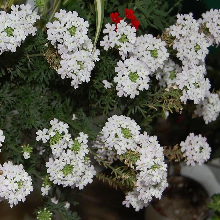 Verbena x 'Vepita Polar' ~ Vepita® Polar Verbena-ServeScape