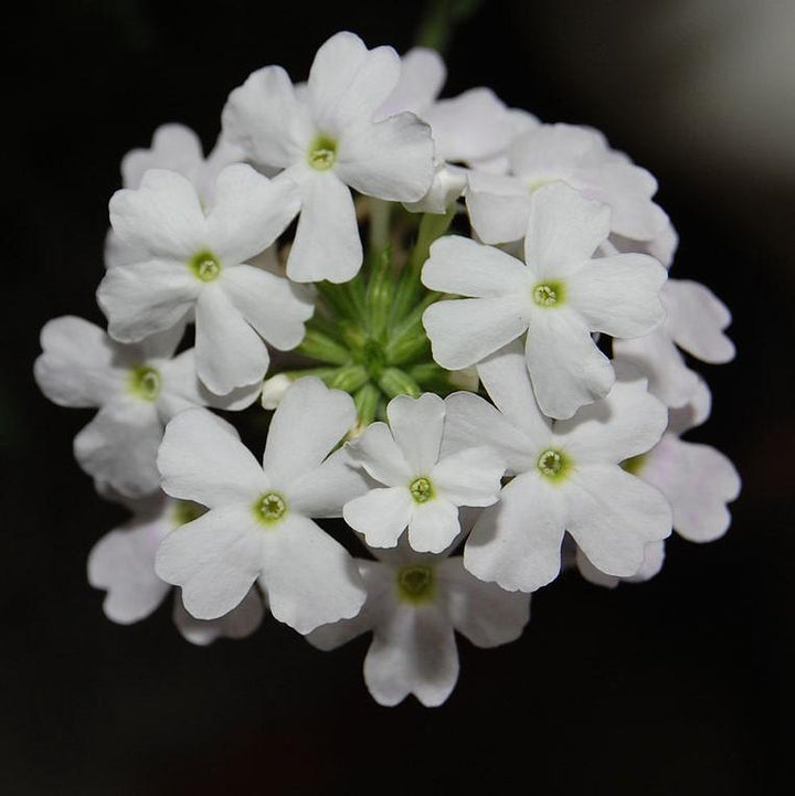 Verbena x 'Vepita Polar' ~ Vepita® Polar Verbena-ServeScape