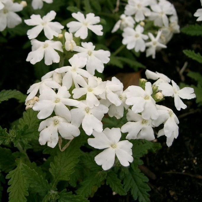 Verbena x 'Vepita Polar' ~ Vepita® Polar Verbena-ServeScape