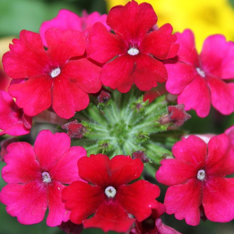 Verbena x hybrida 'Balendopin' ~ EnduraScape™ Hot Pink Verbena-ServeScape