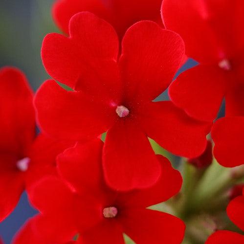 Verbena 'Vivid Red' ~ Vivid® Red Verbena-ServeScape