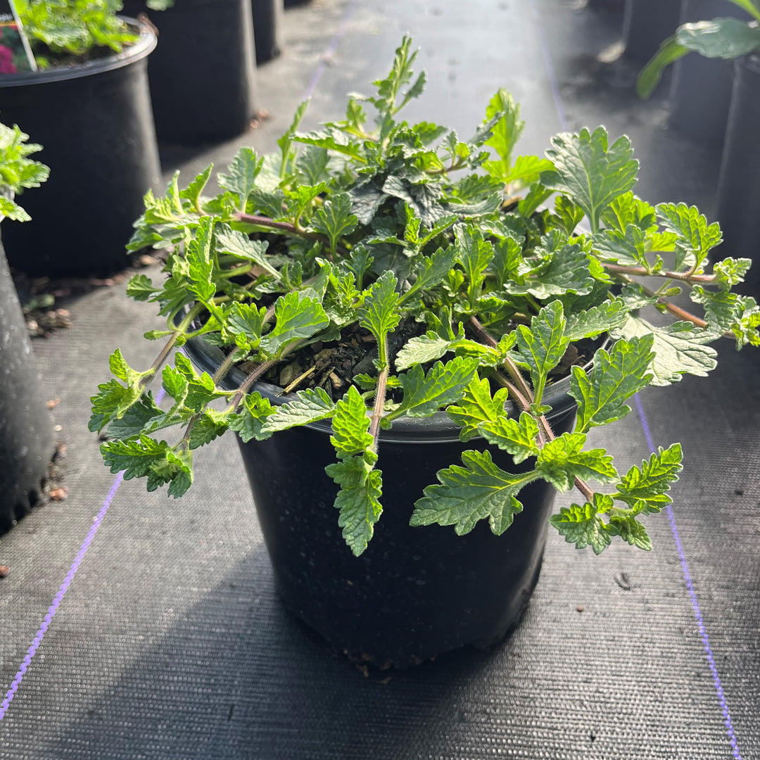 Verbena canadensis 'Homestead Purple' ~ Purple Spreader™ Garden Verbena-ServeScape