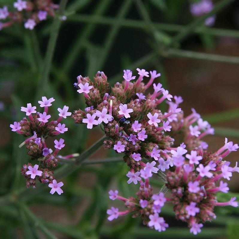 Verbena bonariensis 'Lollipop' ~ Lollipop Verbena-ServeScape