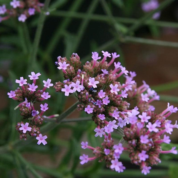 Verbena bonariensis 'Lollipop' ~ Lollipop Verbena-ServeScape
