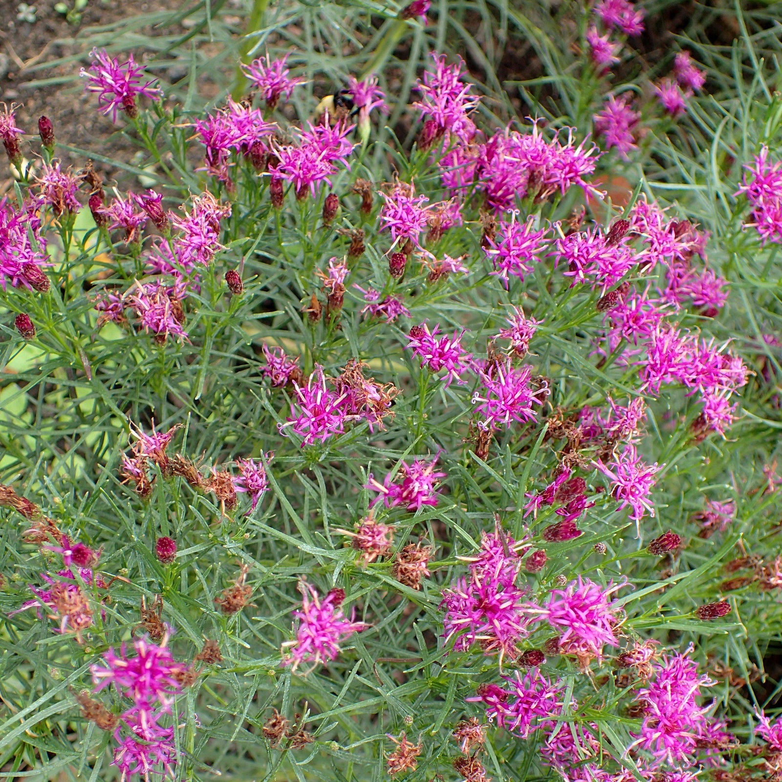 Vernonia lettermanii 'Iron Butterfly' ~ Iron Butterfly Ironweed-ServeScape