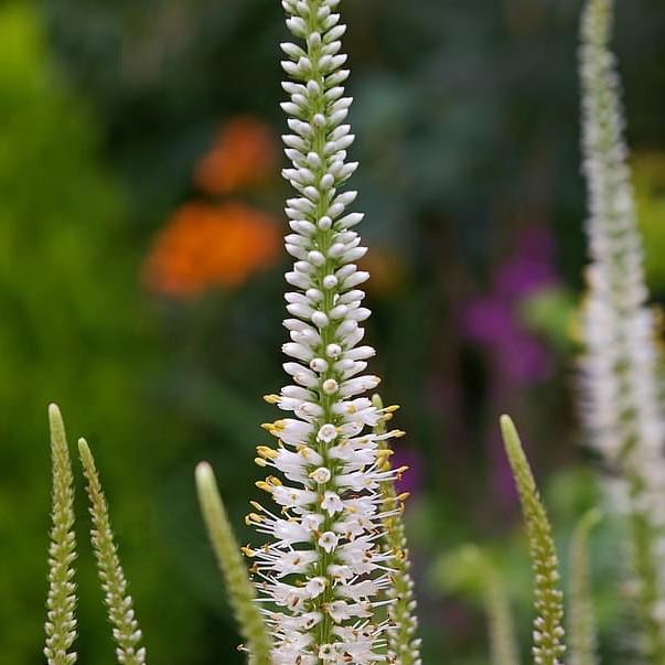 Veronica 'Novaverwhi’ ~ Moody Blues® White Veronica, Speedwell-ServeScape