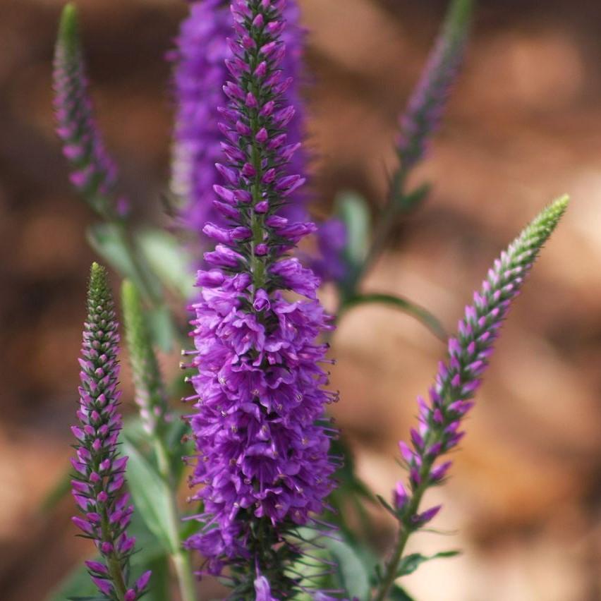Veronica 'Purpleicious' PP17639 ~ Purpleicius Speedwell-ServeScape