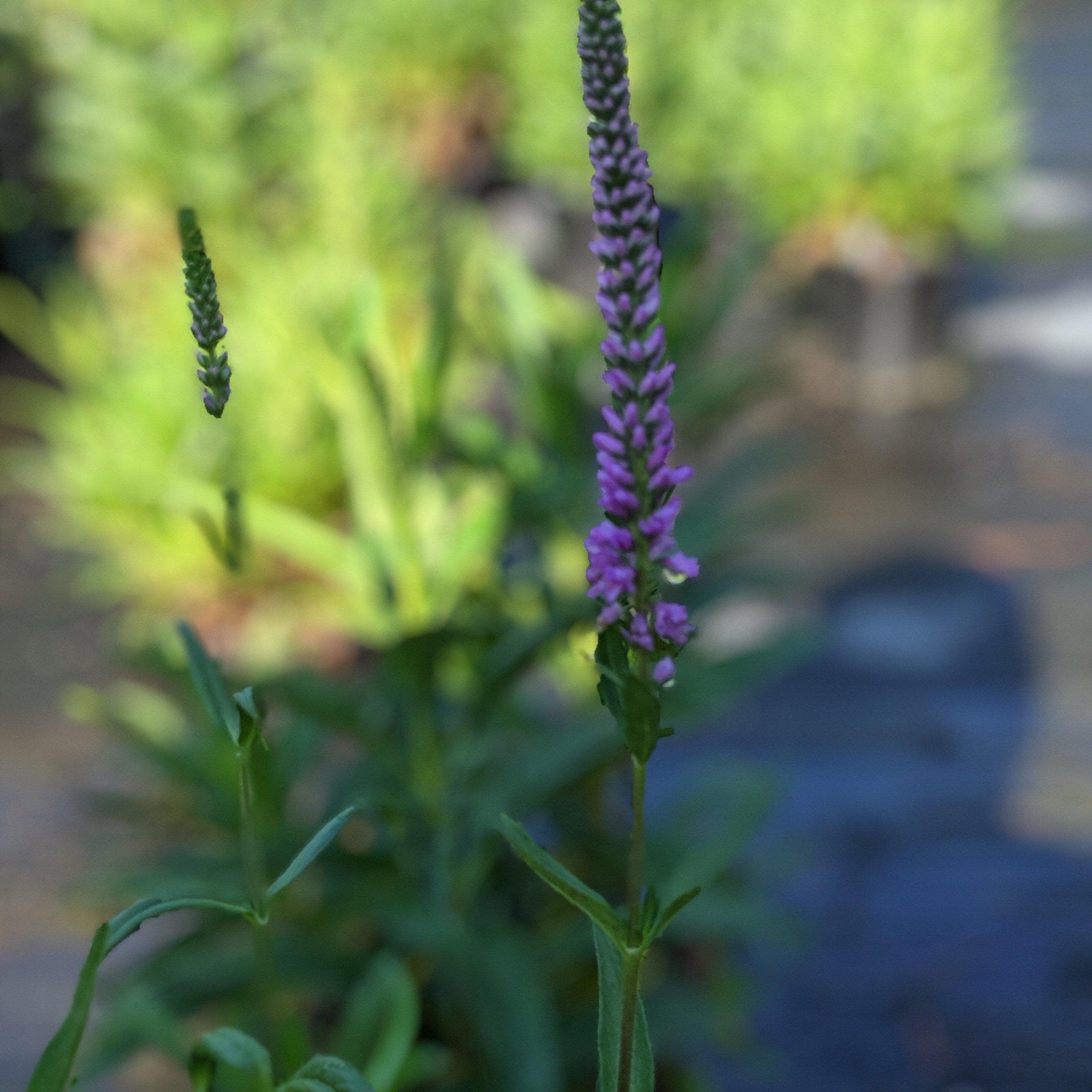 Veronica 'Purpleicious' PP17639 ~ Purpleicius Speedwell - Delivered By ServeScape