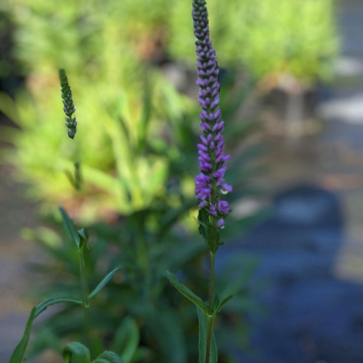 Veronica 'Purpleicious' PP17639 ~ Purpleicius Speedwell - Delivered By ServeScape
