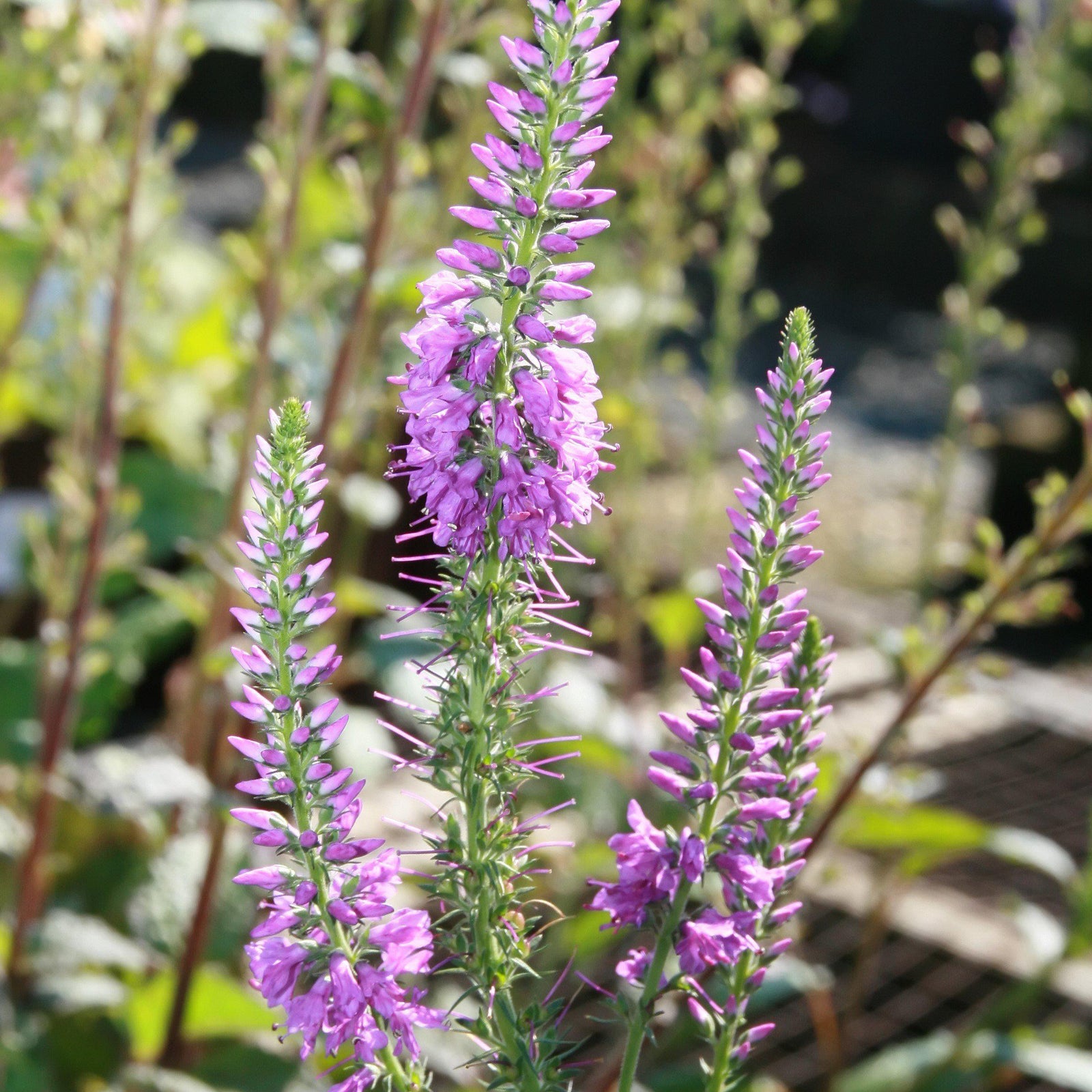 Veronica longifolia 'Eveline' ~ Eveline Tall Speedwell-ServeScape