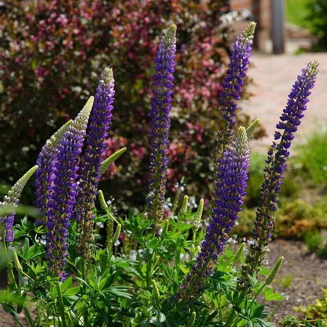 Veronica longifolia 'Vernique Dark Blue' ~ Vernique® Dark Blue Veronica-ServeScape