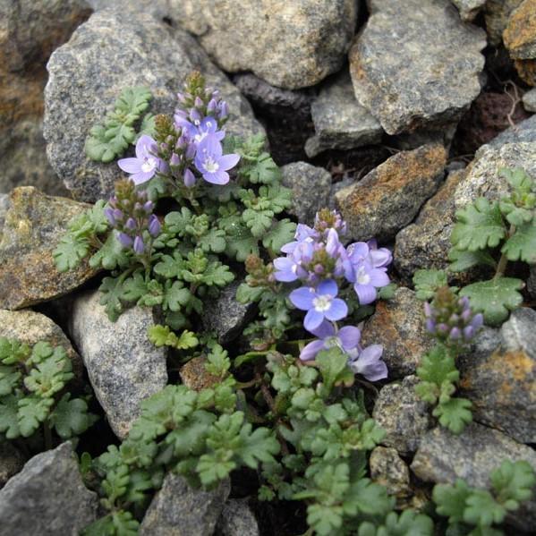 Veronica oltensis ~ Thyme Leaf Speedwell-ServeScape