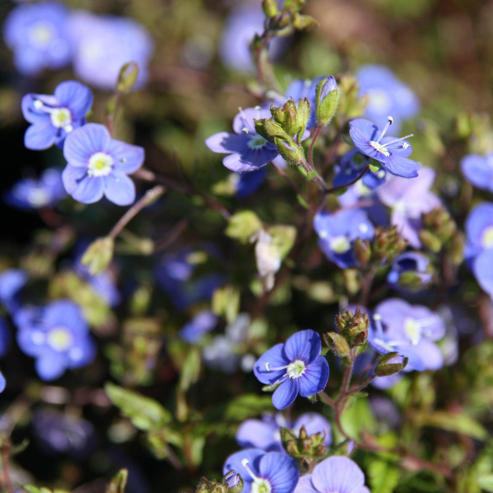 Veronica peduncularis 'Georgia Blue' ~ Georgia Blue Speedwell - Delivered By ServeScape