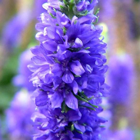 Veronica spicata 'Glory' PP18,932 ~ Royal Candles Speedwell-ServeScape