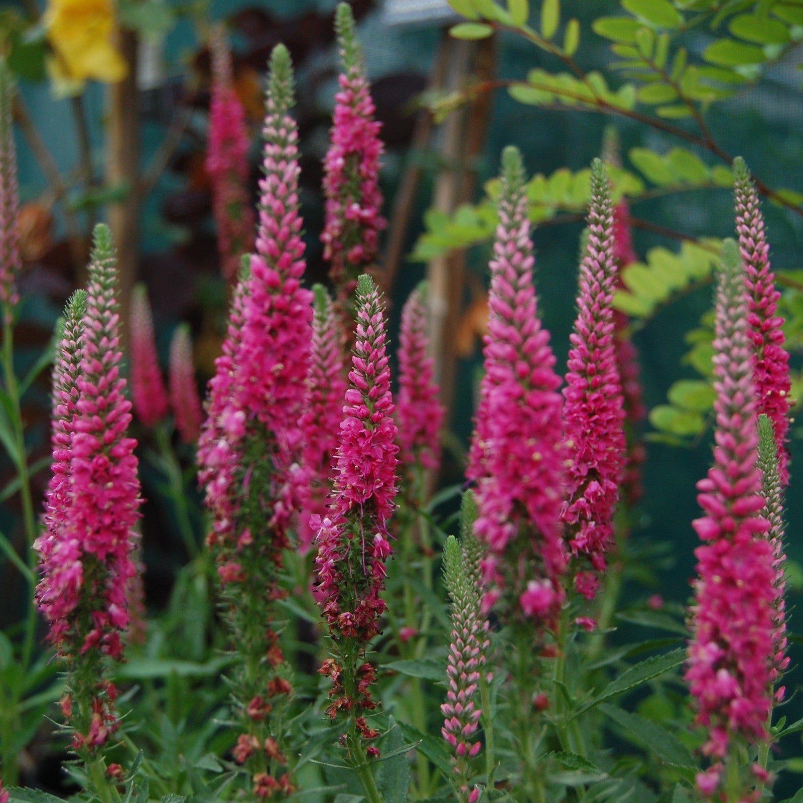 Veronica spicata 'Red Fox' ~ Red Fox Speedwell-ServeScape
