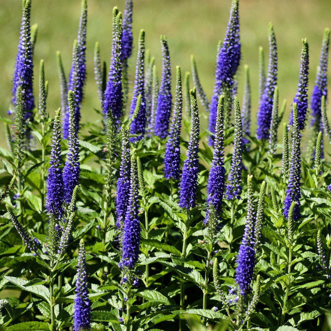 Veronica spicata 'Ronica Blue' ~ Ronica™ Blue Veronica-ServeScape