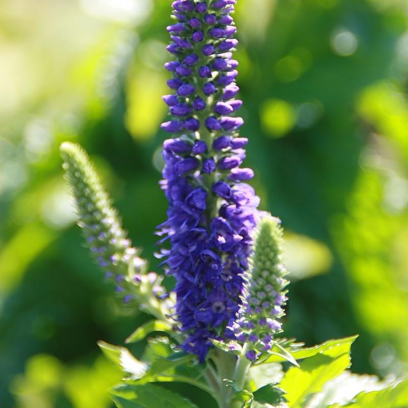 Veronica x 'Sunny Border Blue' ~ Sunny Border Blue Speedwell-ServeScape
