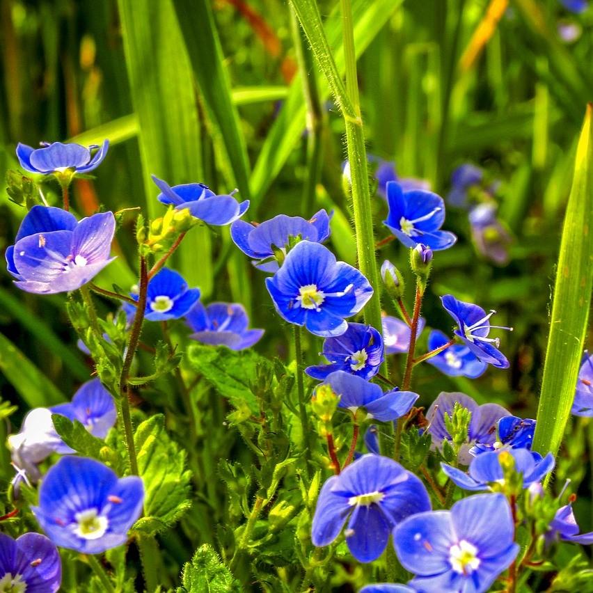Veronica x 'Tidal Pool' ~ Tidal Pool Creeping Speedwell-ServeScape