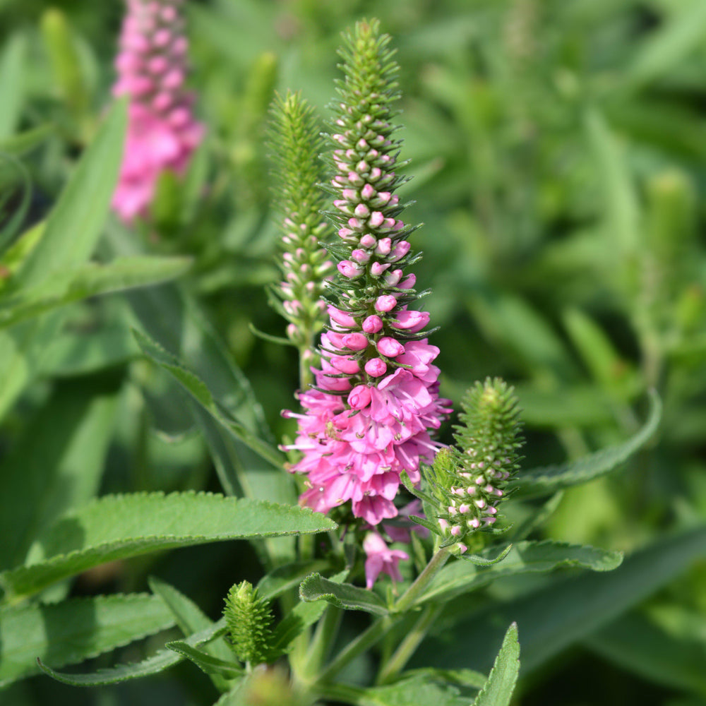 Veronica x hybrida ‘Balmoodink’ ~ Moody Blues® Dark Pink Veronica, Speedwell-ServeScape