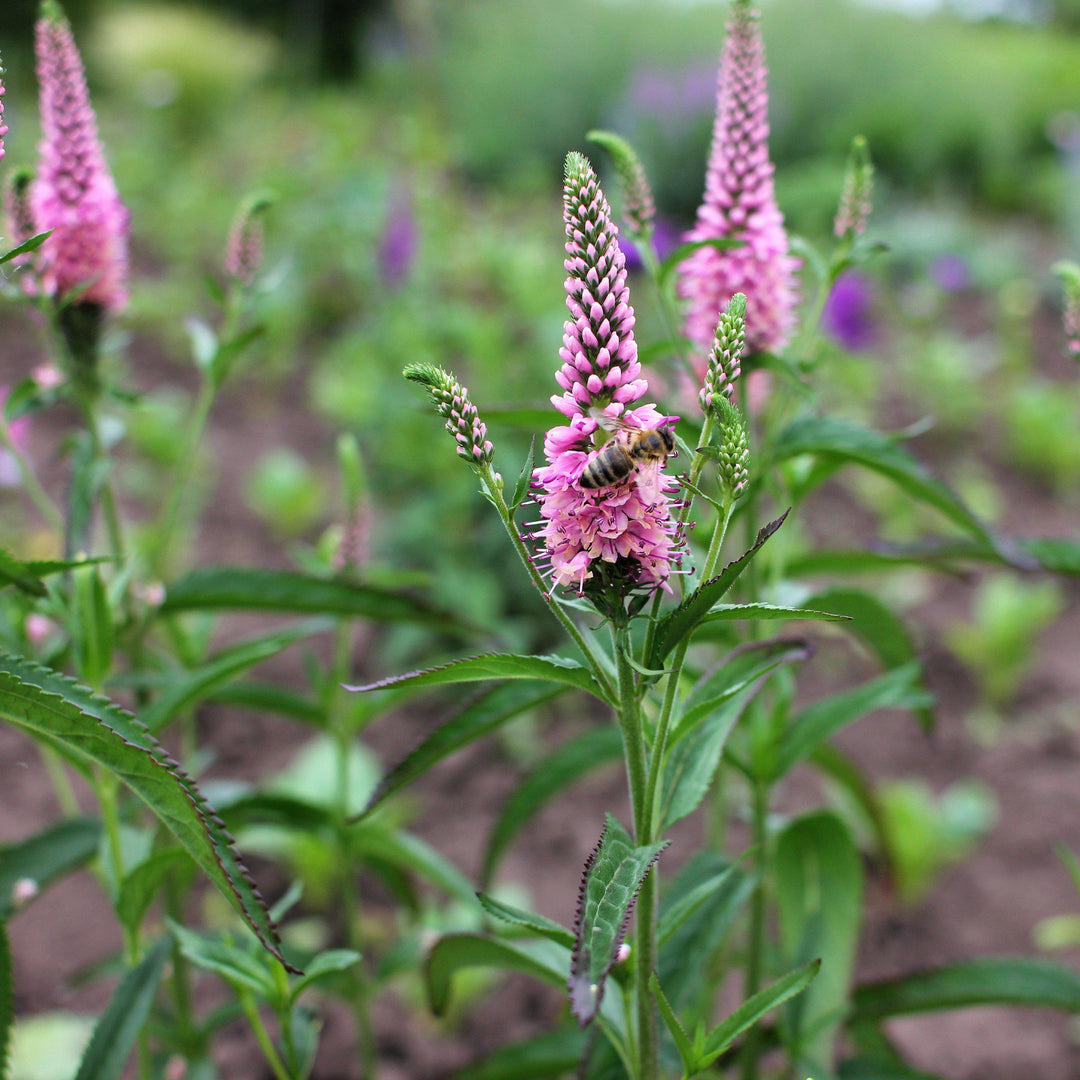 Veronica x hybrida ‘Balmoodink’ ~ Moody Blues® Dark Pink Veronica, Speedwell-ServeScape