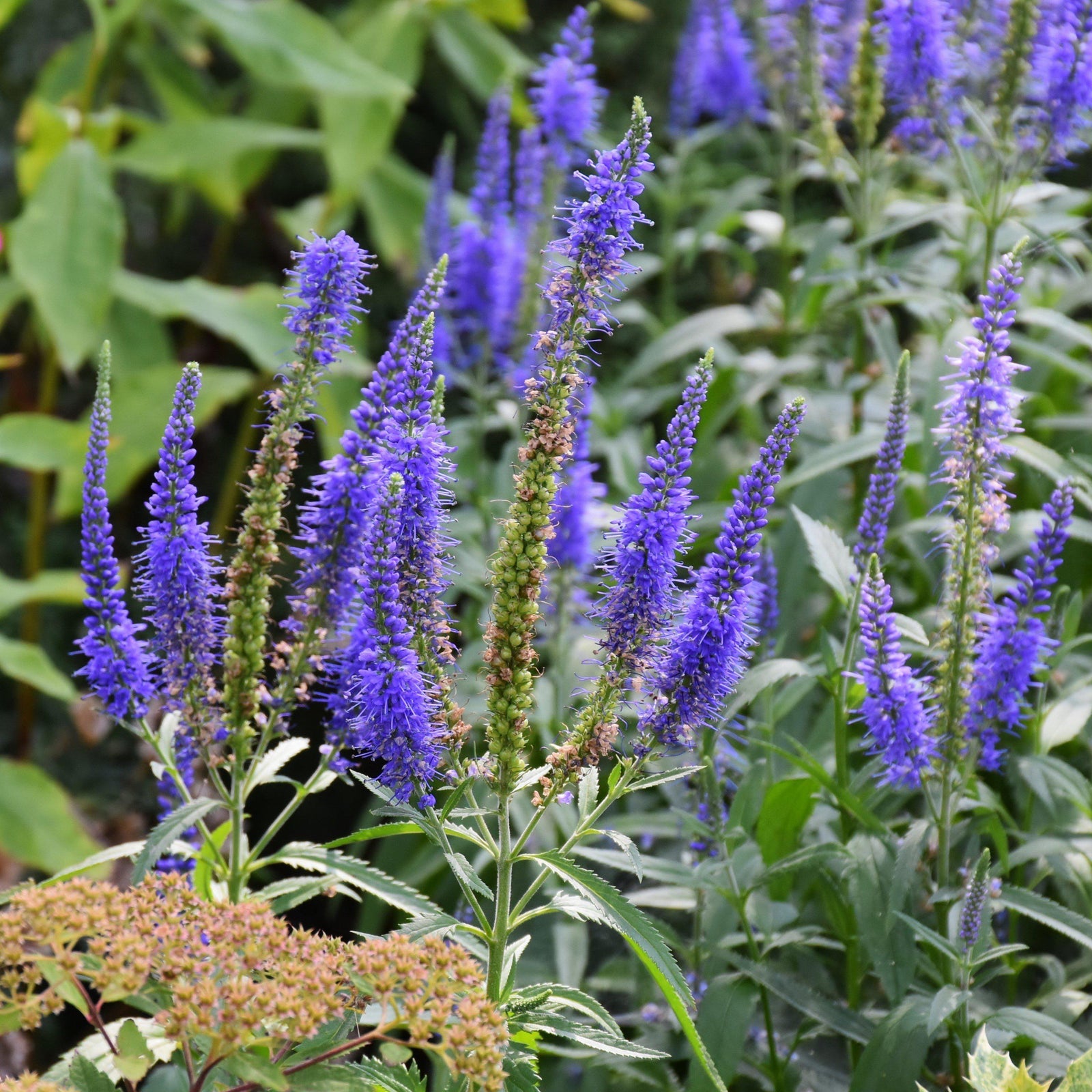 Veronica x hybrida 'Novaverblu' ~ Moody Blues® Dark Blue Veronica, Speedwell-ServeScape