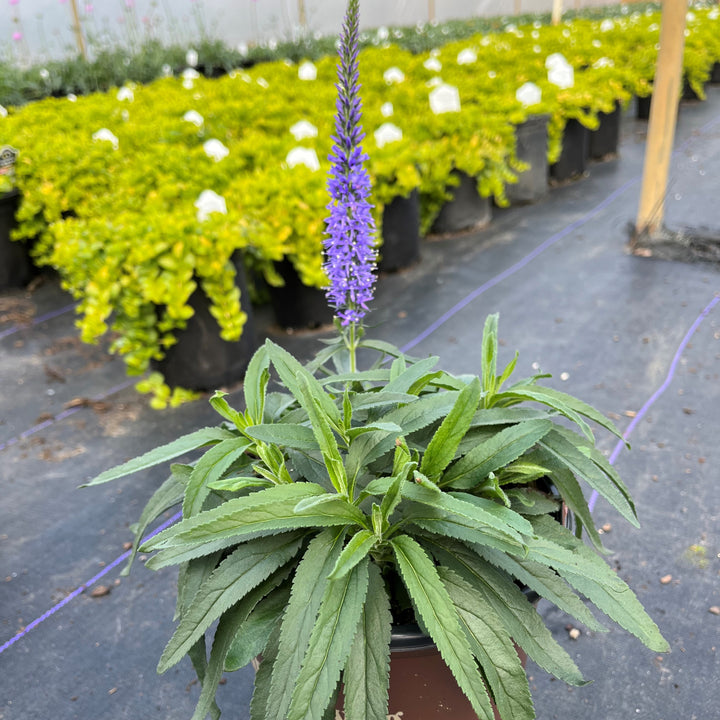 Veronica x hybrida 'Novaverblu' ~ Moody Blues® Dark Blue Veronica, Speedwell-ServeScape