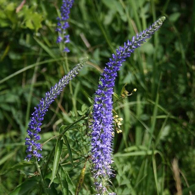 Veronica 'Blue Skywalker' pp29406 ~ Blue Skywalker Veronica-ServeScape