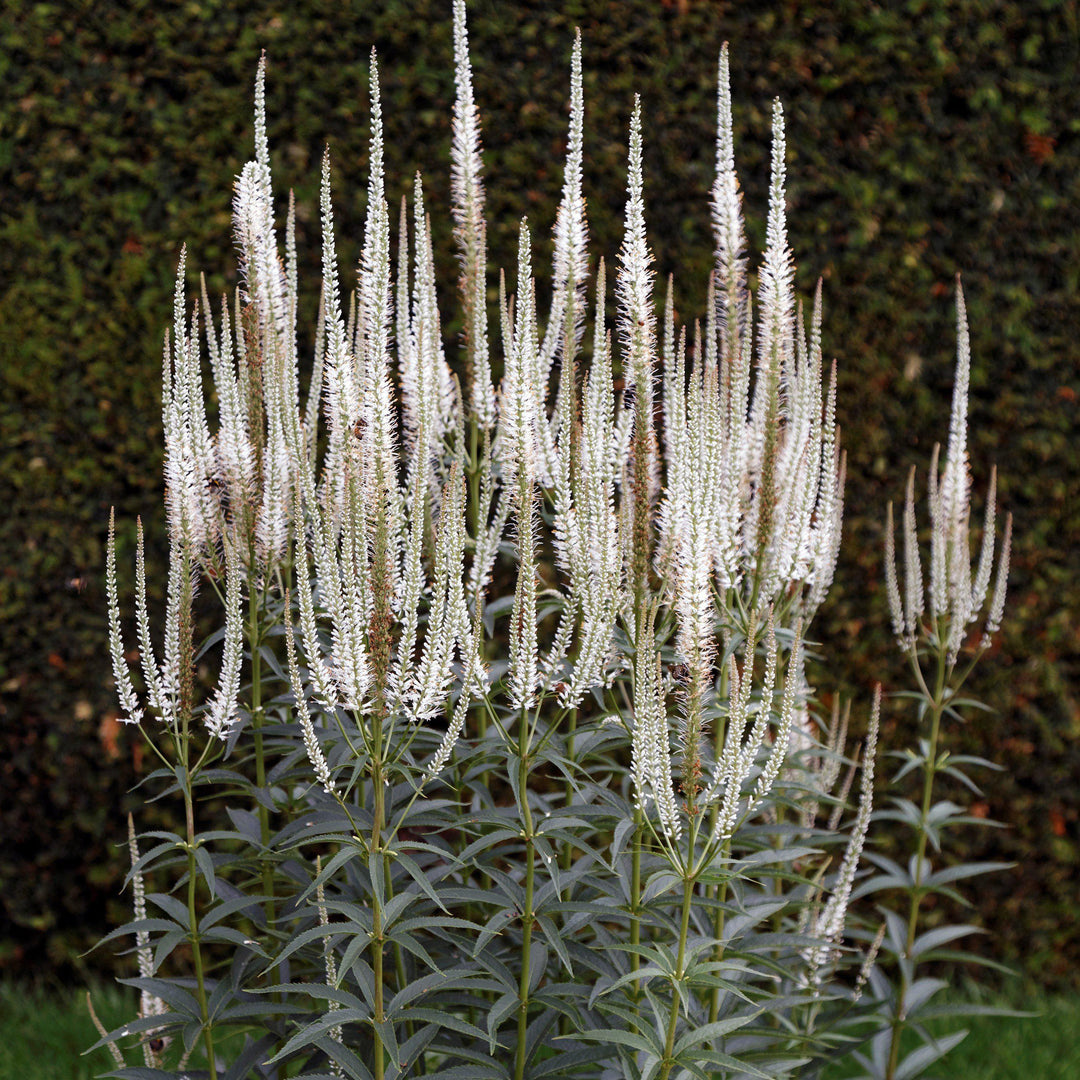Veronicastrum virginicum ~ Culver's Root - Delivered By ServeScape