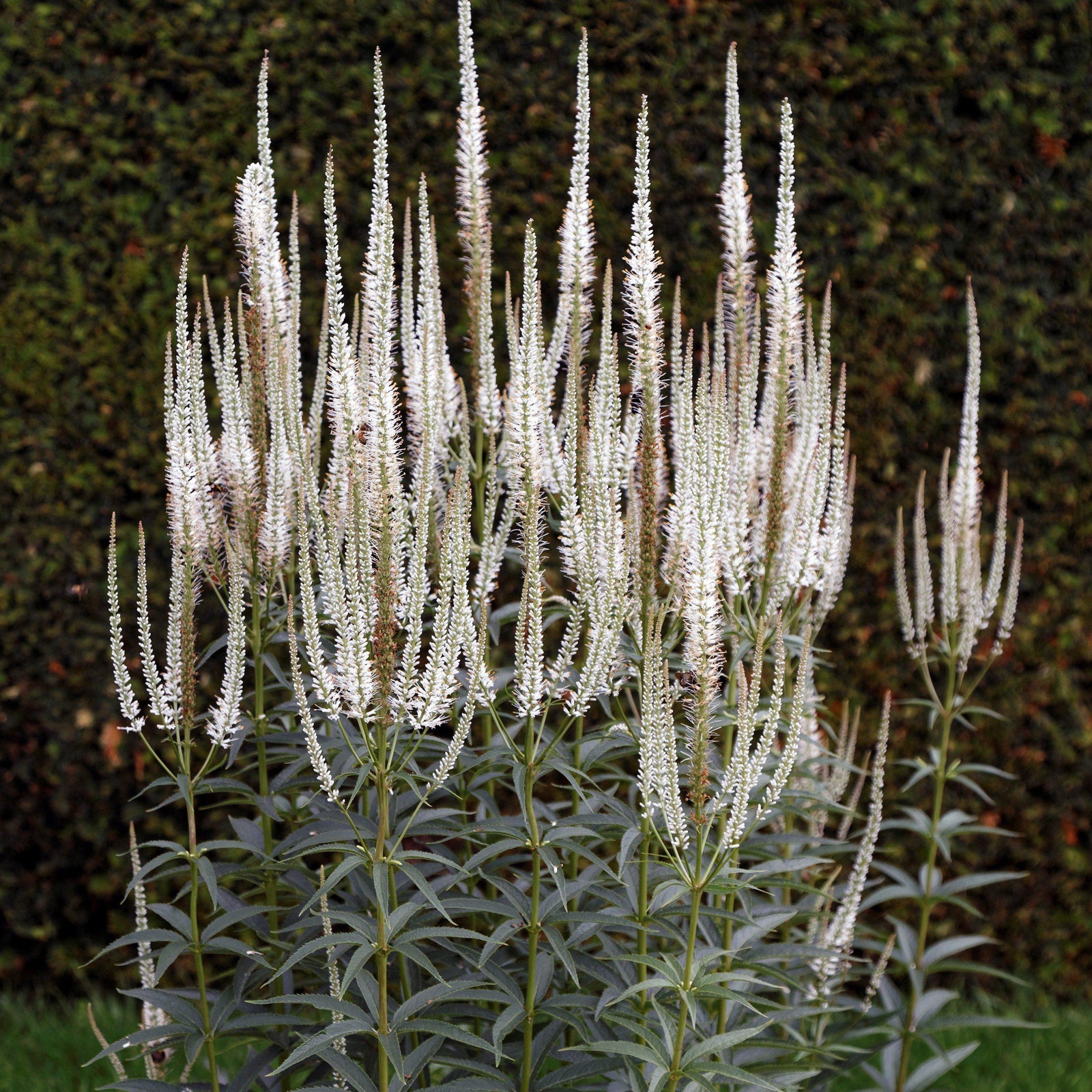 Veronicastrum virginicum ~ Culver's Root - Delivered By ServeScape