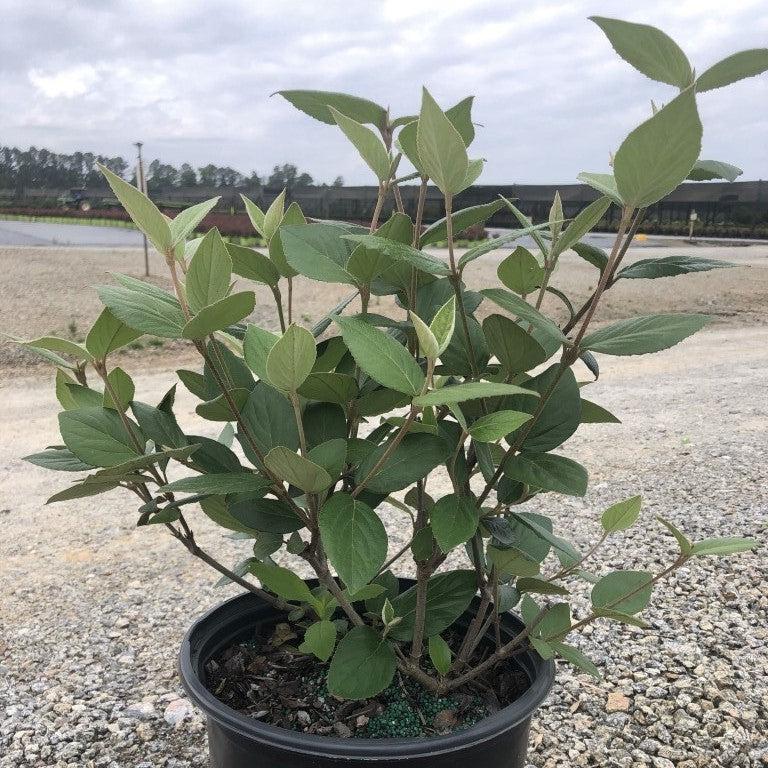 Viburnum × burkwoodii 'Mohawk' ~ Mohawk Viburnum-ServeScape