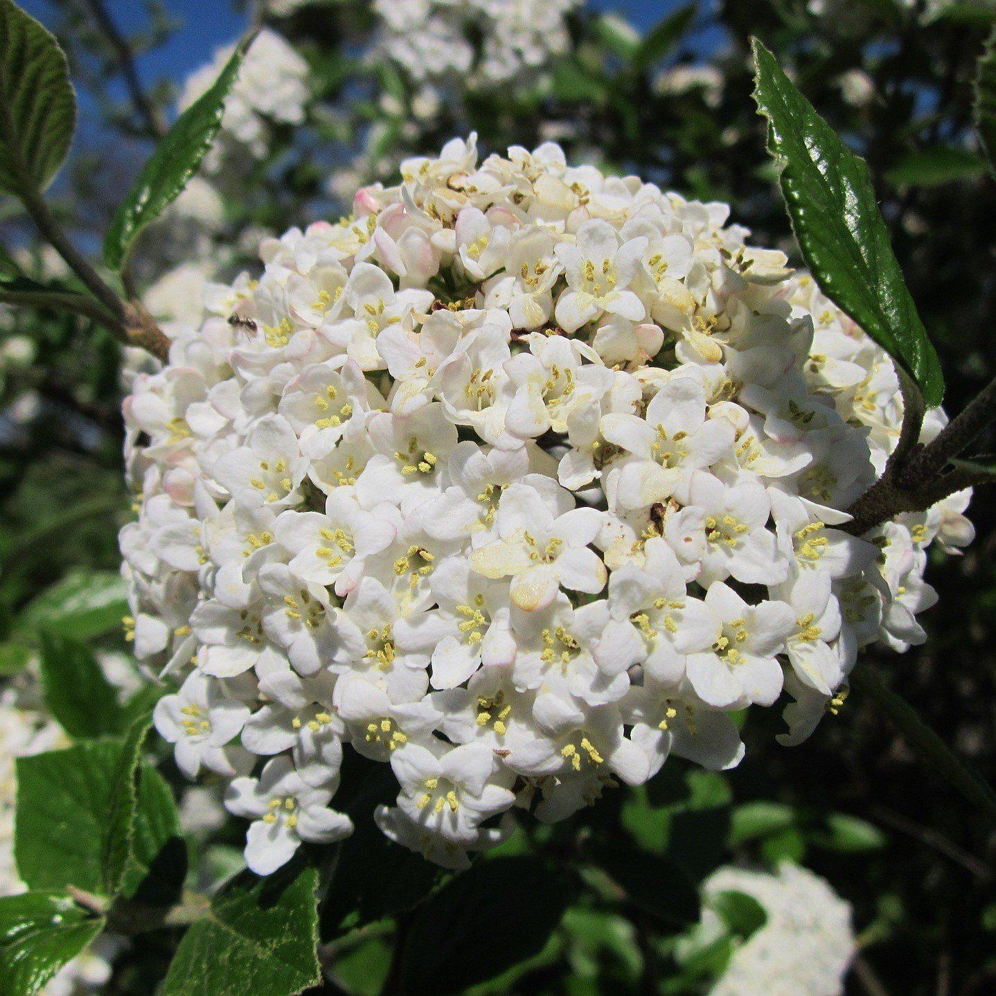 Viburnum 'PIIVIB-I' PP23,385 ~ Pearlific™ Viburnum - Delivered By ServeScape