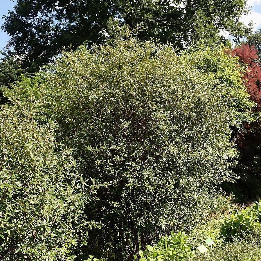 Viburnum 'Pragense' ~ Prague Viburnum-ServeScape