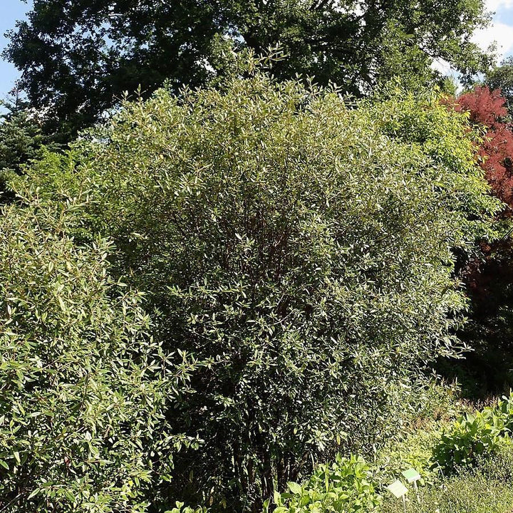 Viburnum 'Pragense' ~ Prague Viburnum-ServeScape