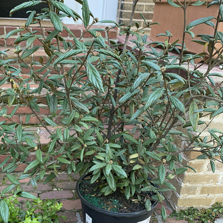 Viburnum 'Pragense' ~ Prague Viburnum-ServeScape
