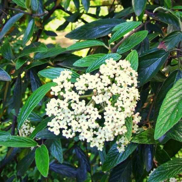 Viburnum 'Pragense' ~ Prague Viburnum - Delivered By ServeScape
