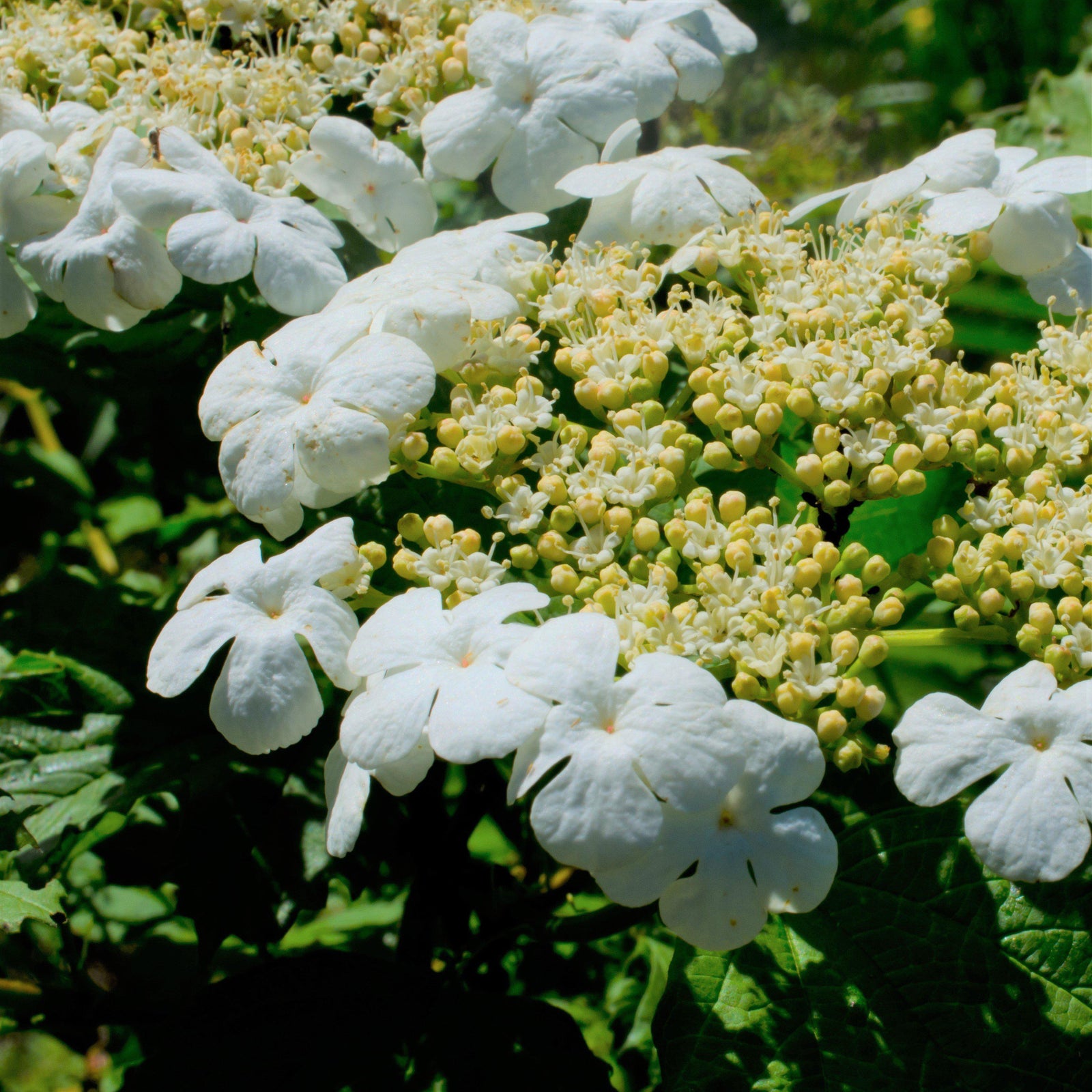 Viburnum 'Spring Lace' ~ Spring Lace™ Viburnum - Delivered By ServeScape