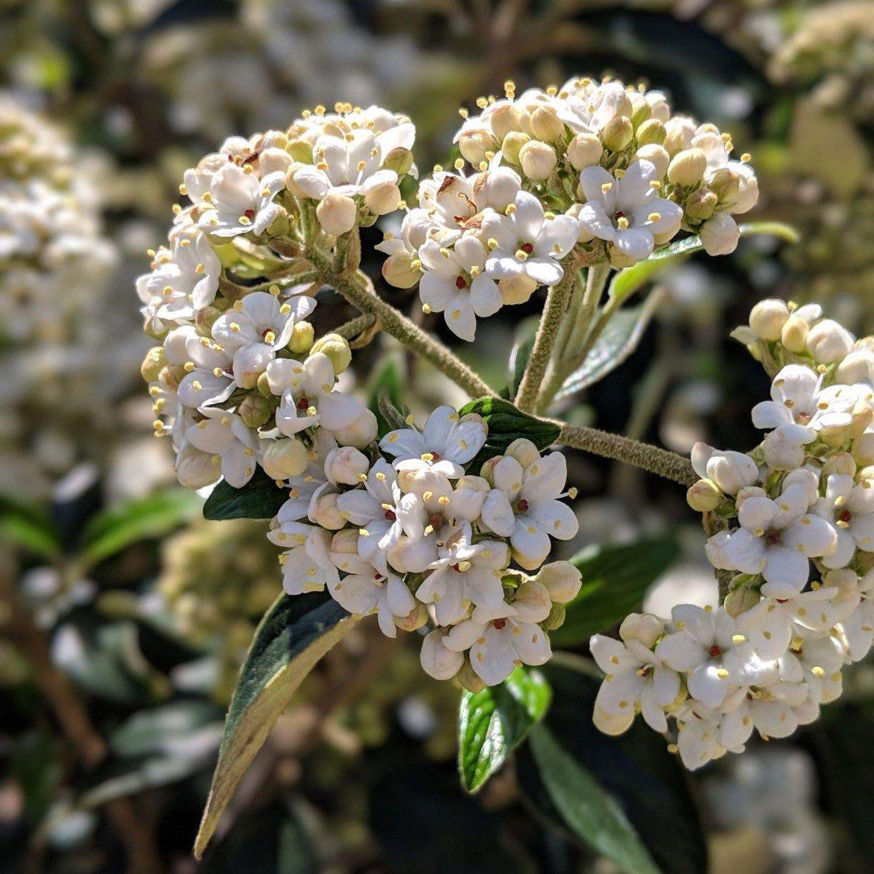 Viburnum awabuki 'Chindo' ~ 'Chindo' Sweet Viburnum - Delivered By ServeScape