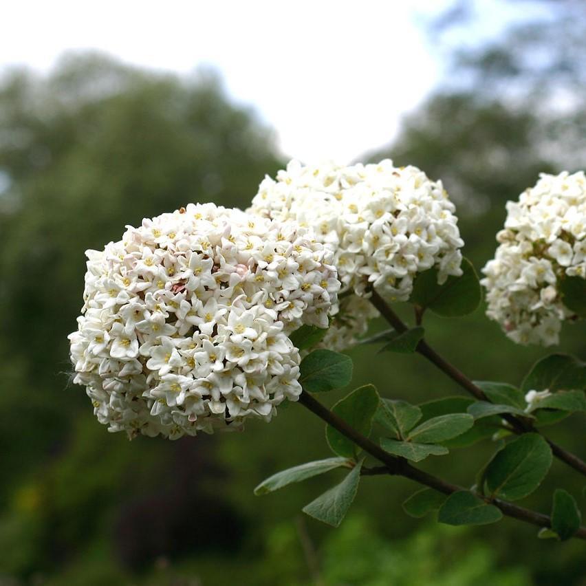 Viburnum carlesii ~ Korean Spice Viburnum-ServeScape