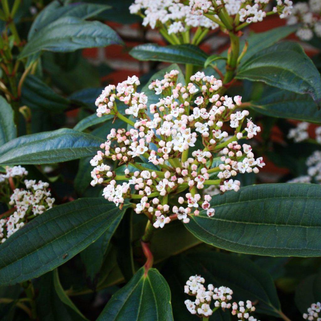 Viburnum davidii - Delivered By ServeScape