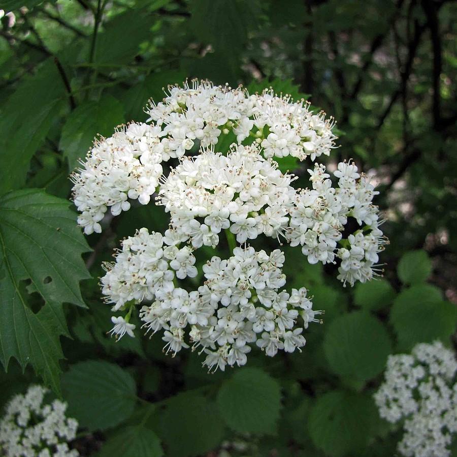 Viburnum dentatum ~ Arrowwood-ServeScape