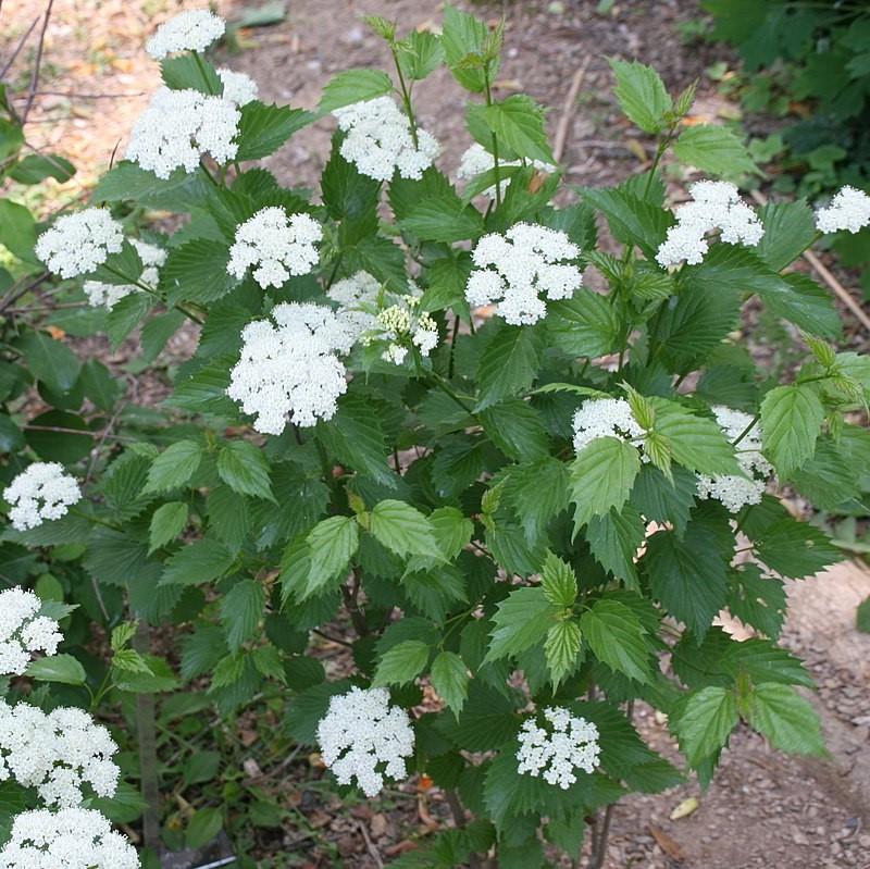 Viburnum dentatum ~ Arrowwood-ServeScape