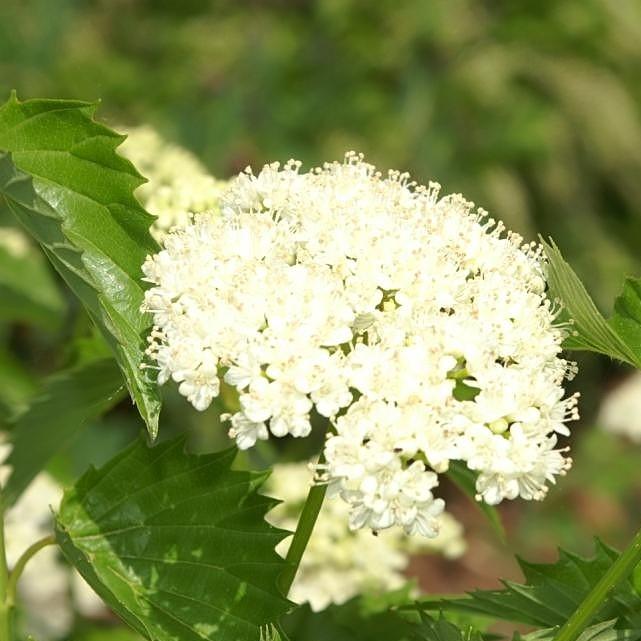 Viburnum dentatum 'Christom' ~ Blue Muffin® Arrowwood Viburnum-ServeScape