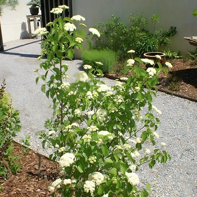 Viburnum dentatum 'Christom' ~ Blue Muffin® Arrowwood Viburnum-ServeScape