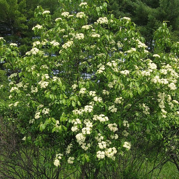 Viburnum lentago ~ Nannyberry-ServeScape