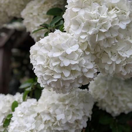 Viburnum macrocephalum ~ Chinese Snowball Viburnum - Delivered By ServeScape