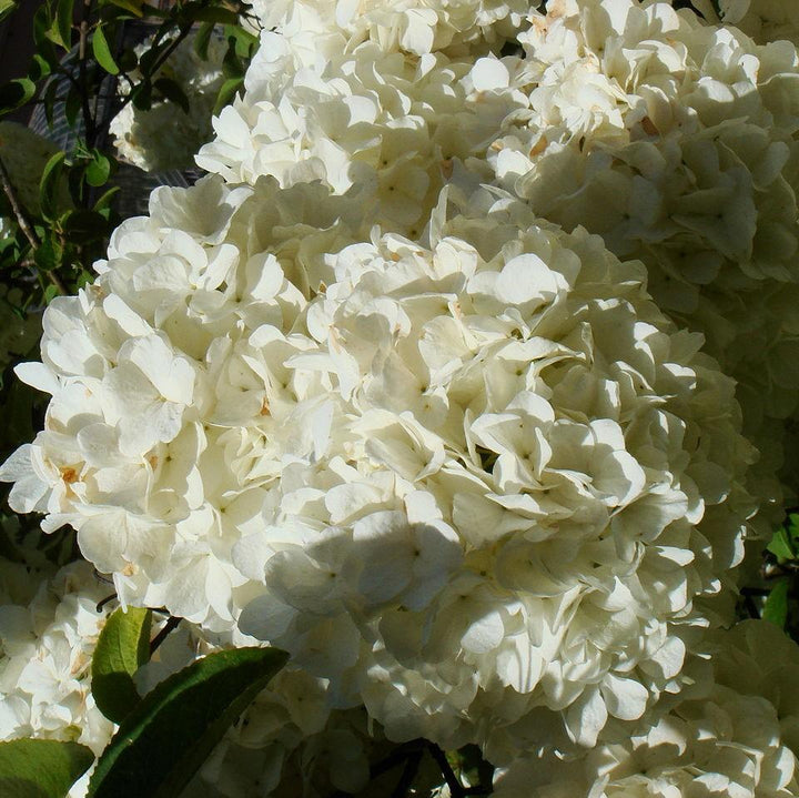 Viburnum macrocephalum 'Sterile' ~ Sterile Viburnum, Chinese Snowball-ServeScape