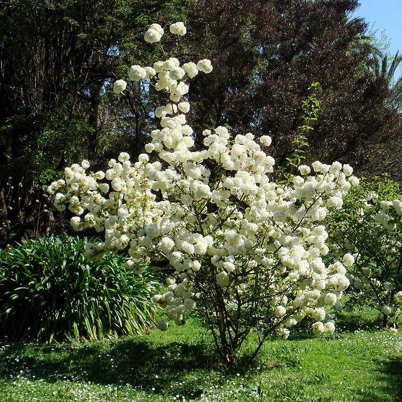 Viburnum macrocephalum 'Sterile' ~ Sterile Viburnum, Chinese Snowball-ServeScape