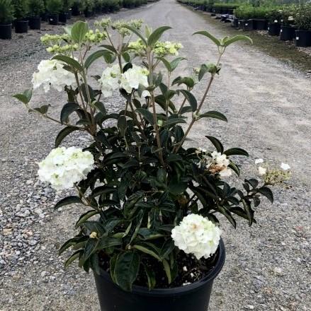 Viburnum macrocephalum 'Sterile' ~ Sterile Viburnum, Chinese Snowball-ServeScape
