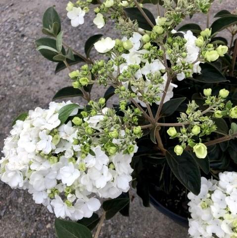Viburnum macrocephalum 'Sterile' ~ Sterile Viburnum, Chinese Snowball-ServeScape